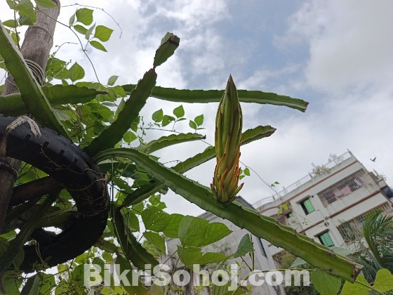 ড্রাগন গাছের কাটিং